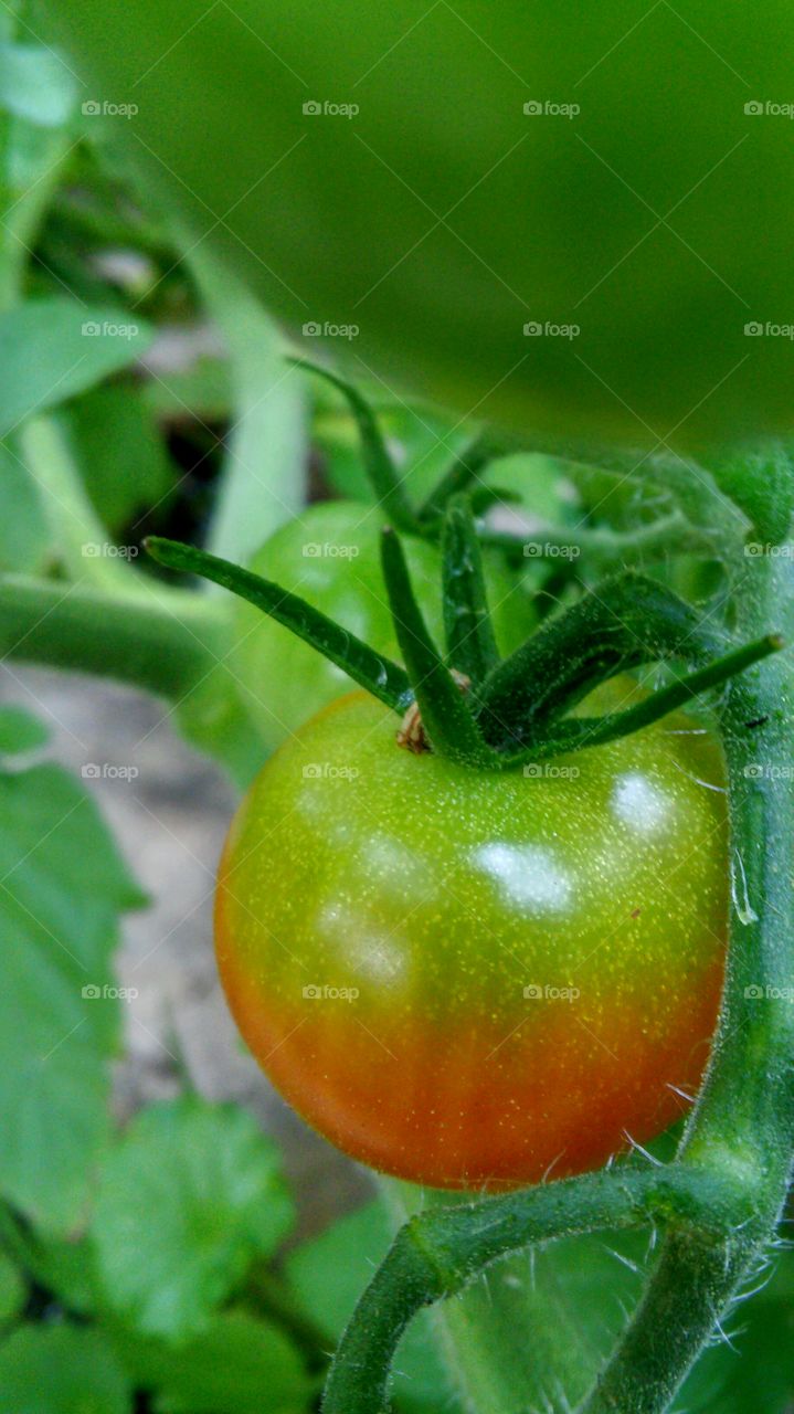 Food, Leaf, Nature, Vegetable, Healthy