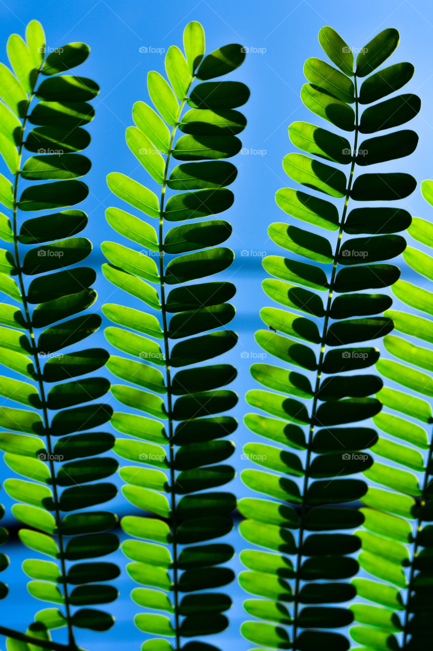 Light creating beautiful pattern on a compound leaf. This picture describes the color palette and art that nature has to offer.