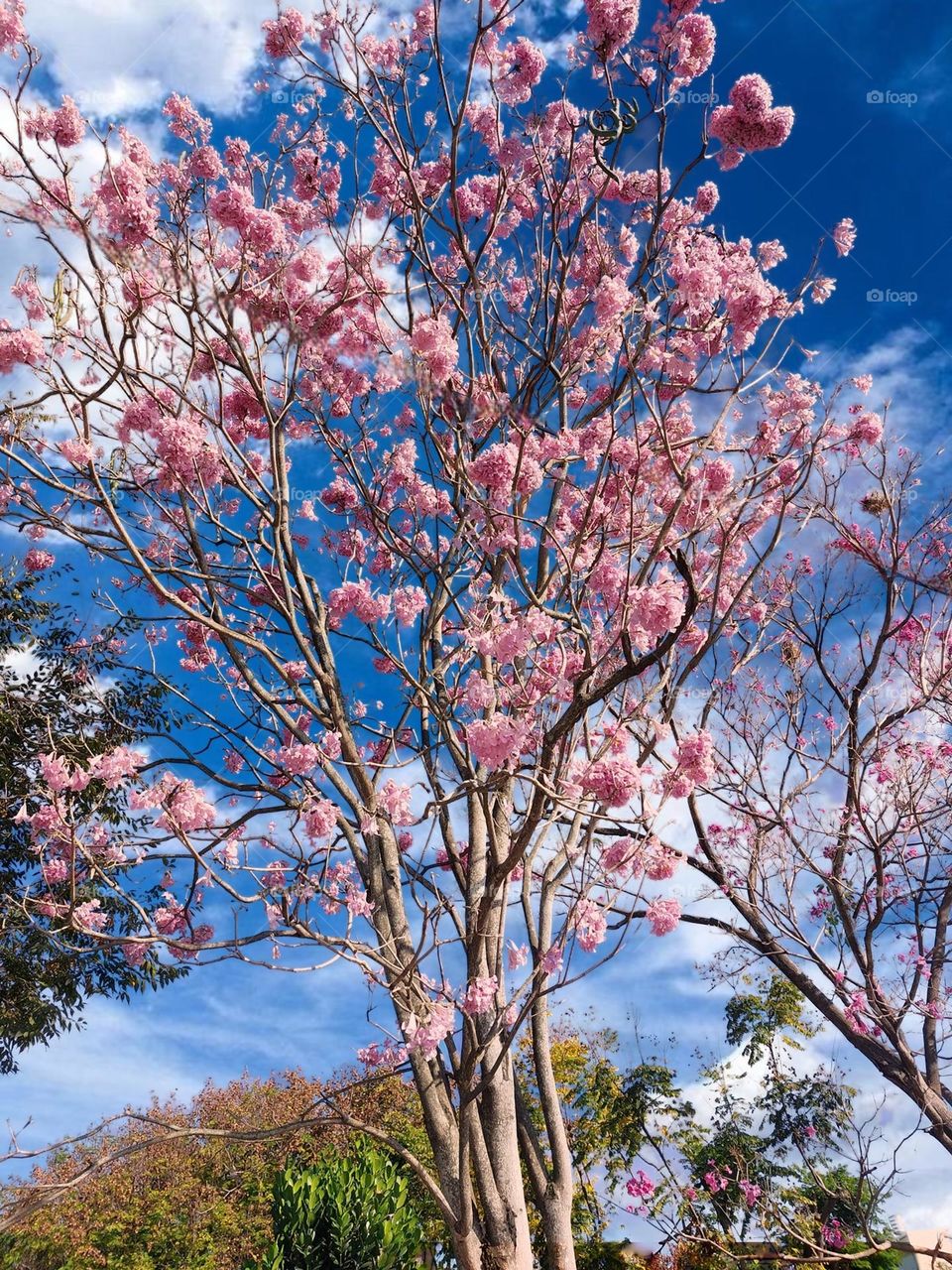 Beautiful cherry blossoms scenery