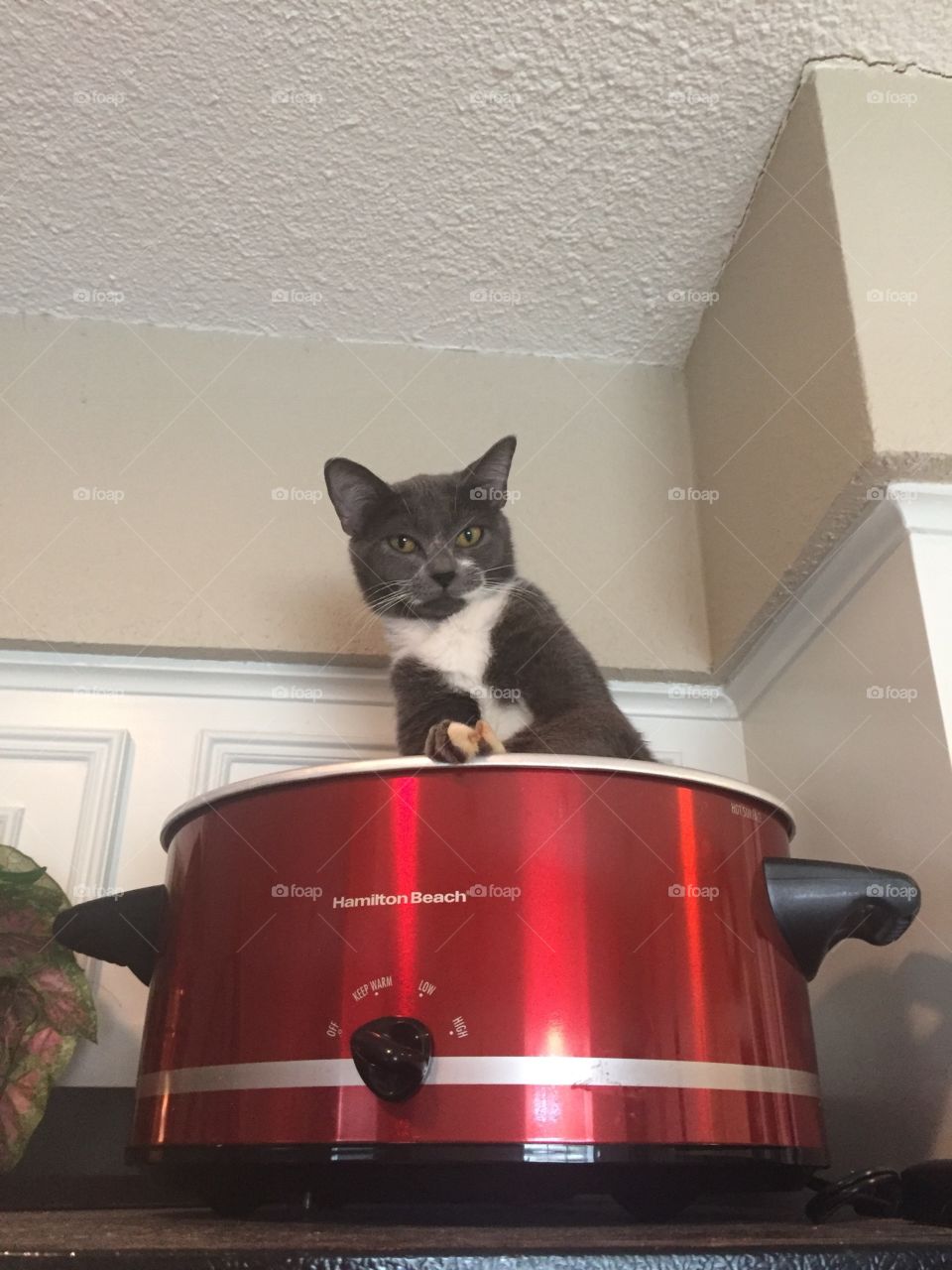 Crockpot Kitty