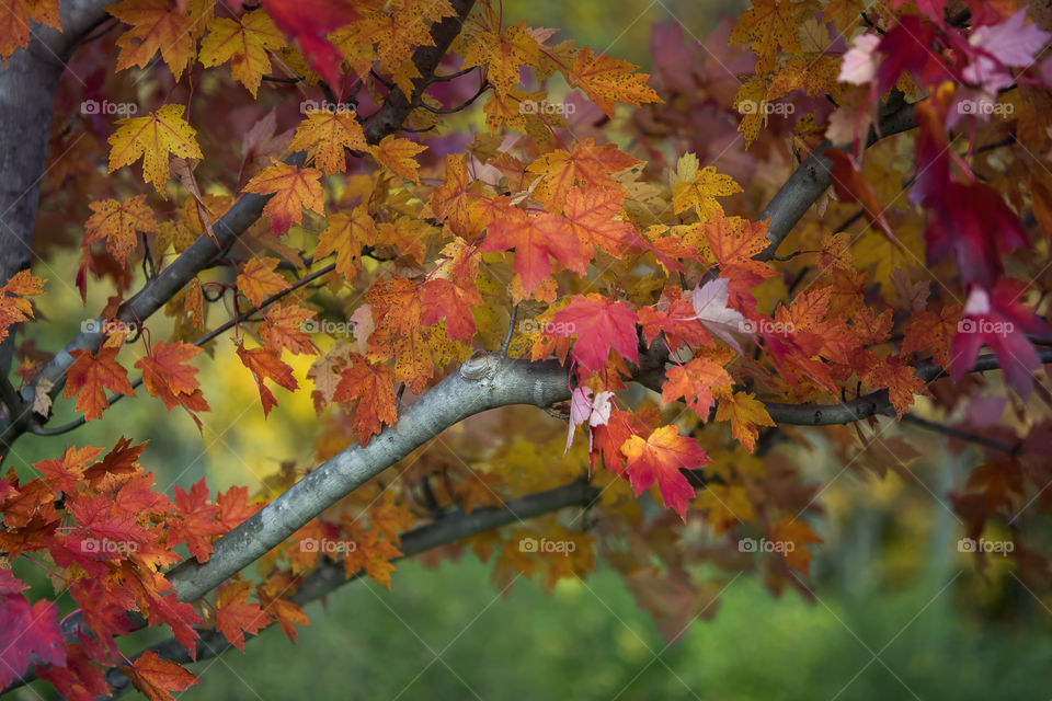 Colorful fall 
