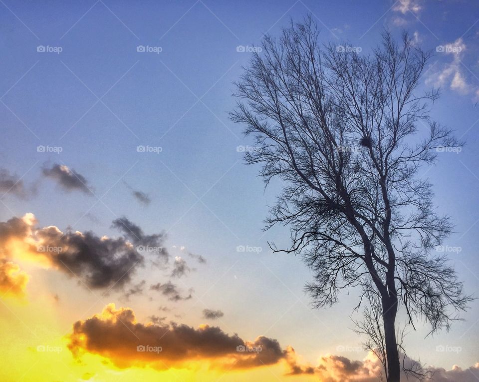 Barren tree in the evening light