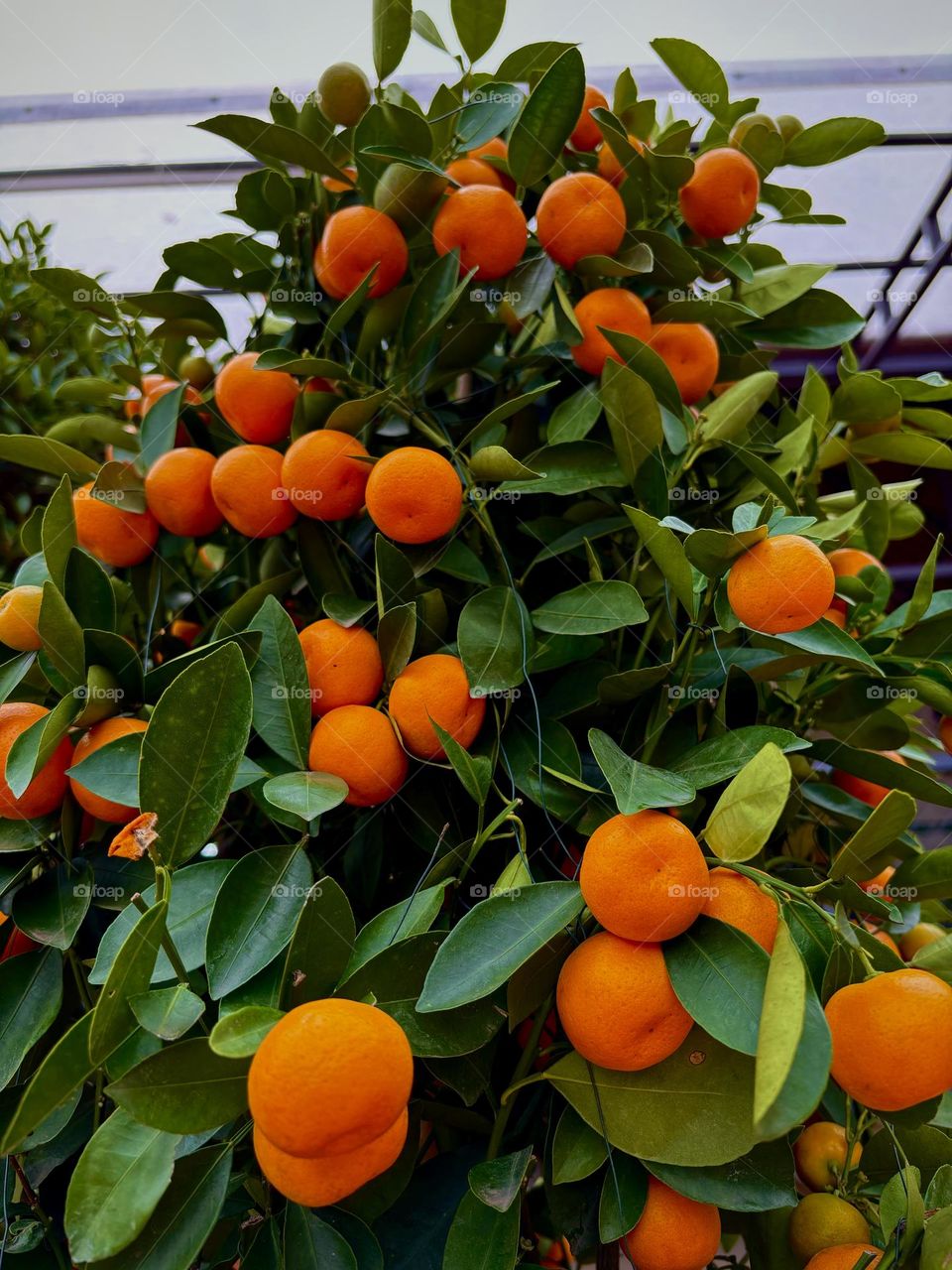 Chinese Orange  