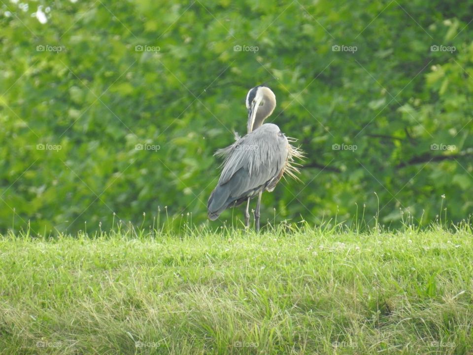 heron