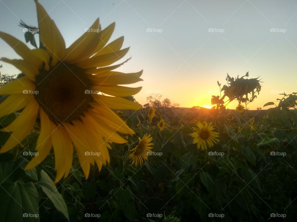 Crepúsculo/Sunset in the field of sunflowers.../ Pôr do sol no campo de girassóis...