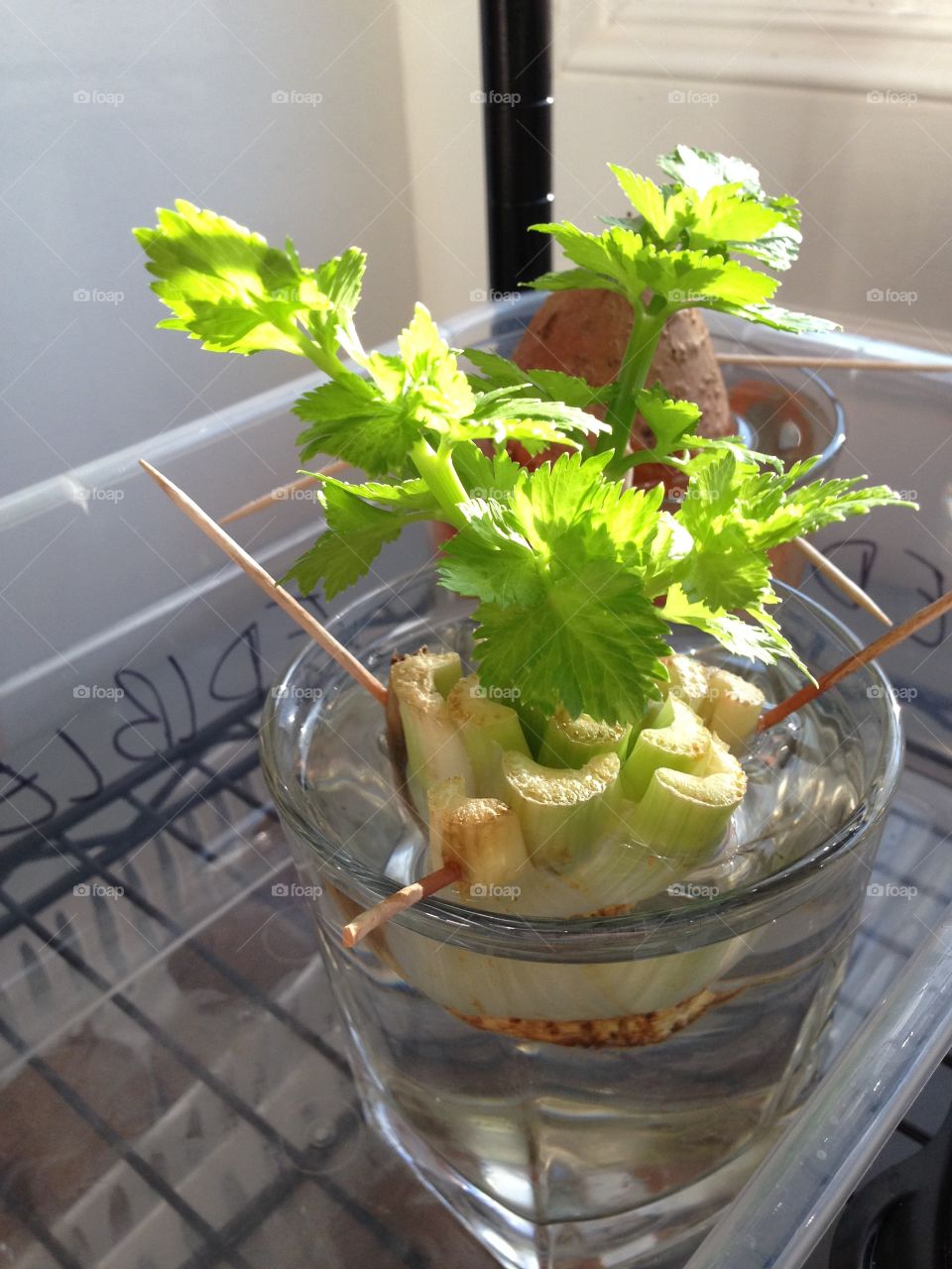 Growing celery