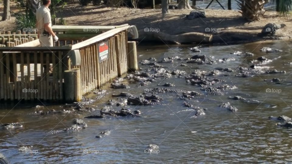 feeding time for the alligators