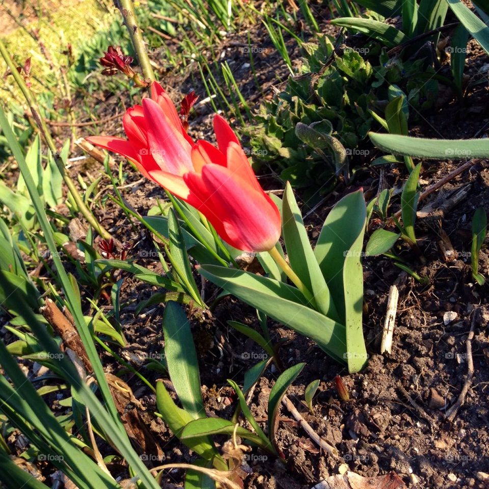 Flowers