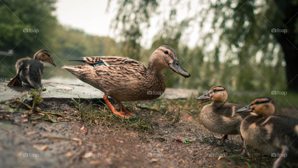 Mother Duck teaching  baby Duck's