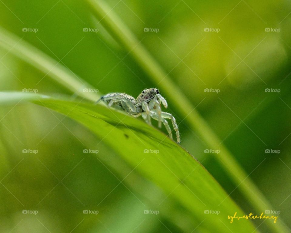 little spider is waiting for prey
