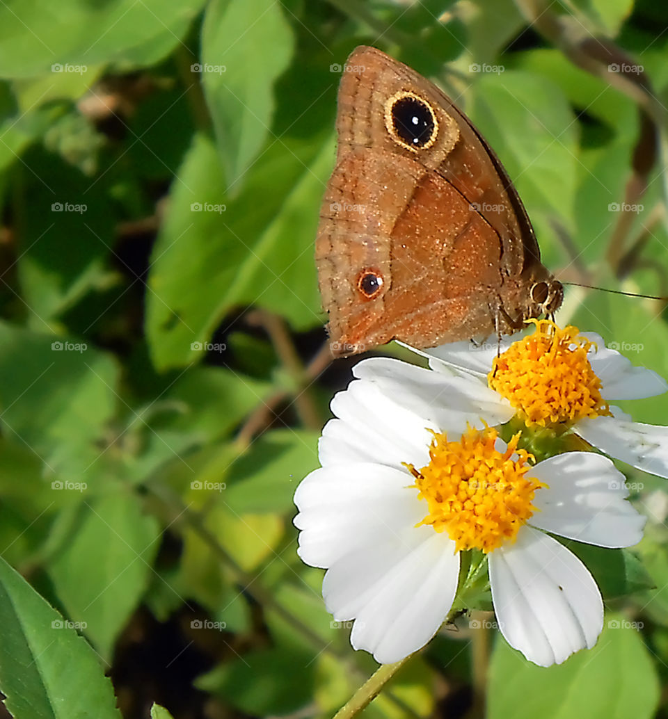 Eye Of The Wing