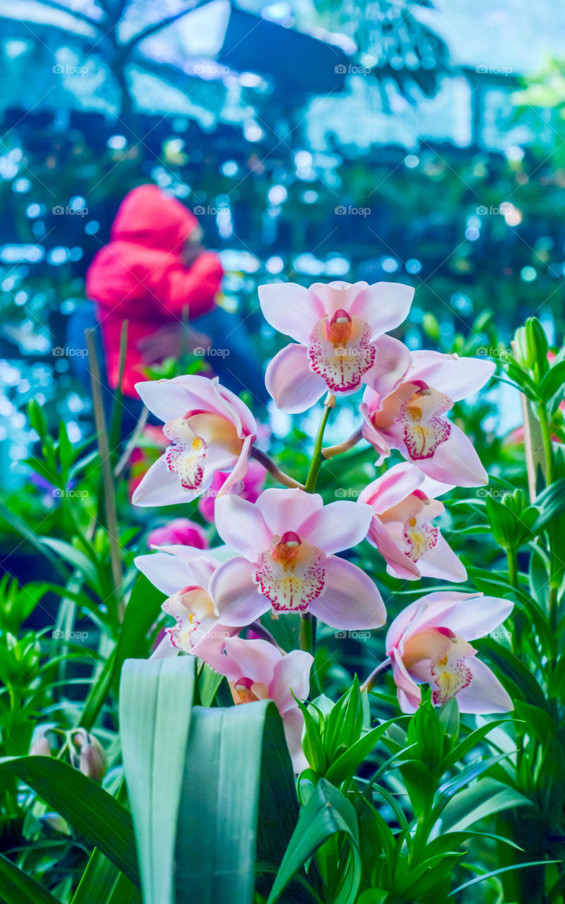 Aquilegia formosa, the crimson columbine, western columbine, or (ambiguously) "red columbine", is an attractive wildflower native to North America, from Alaska to California, eastward to Montana.