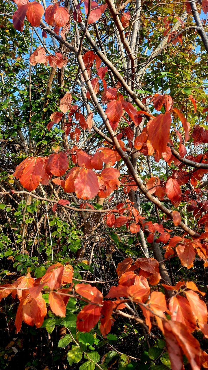 Summer and autumn in one frame