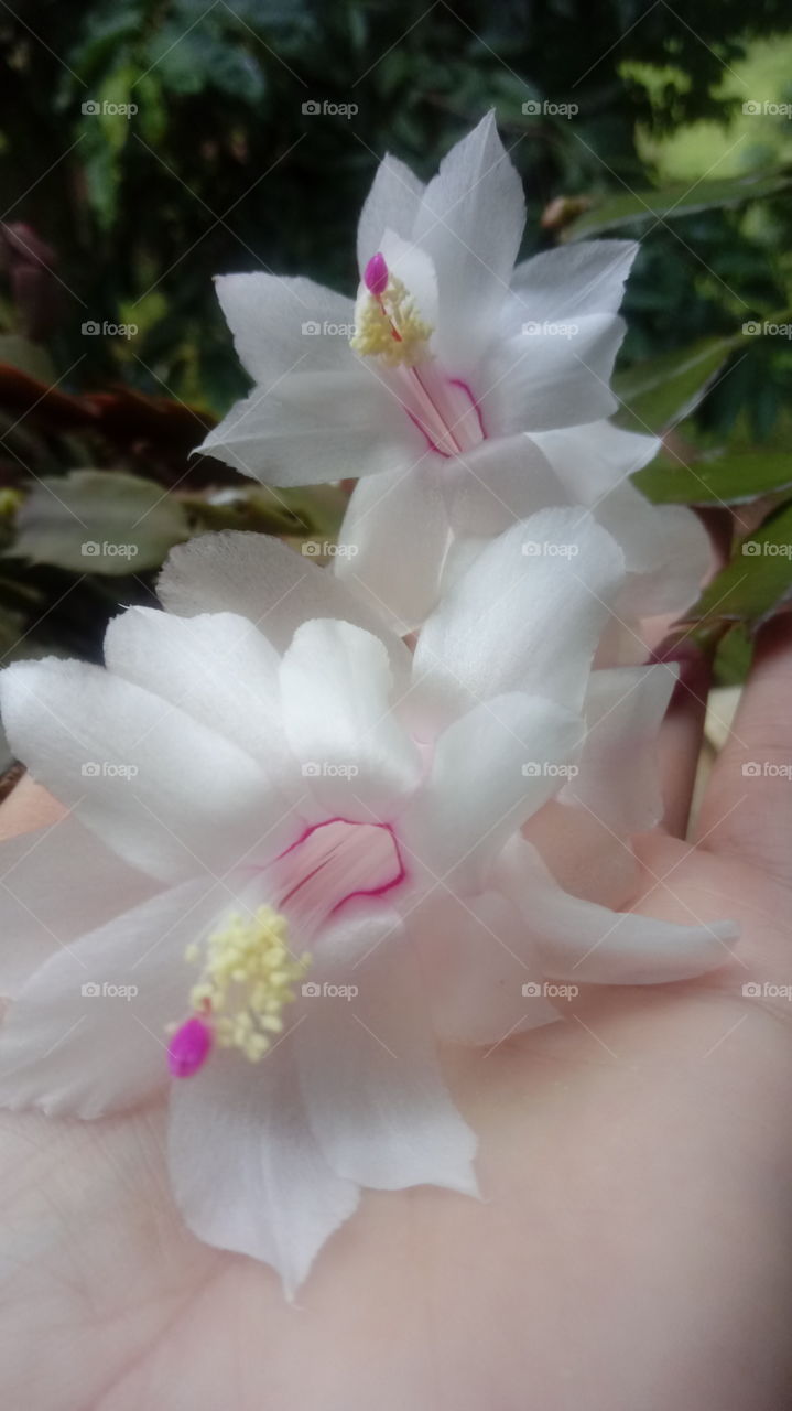 Branca de alma rosa! Natureza é perfeita em cada detalhe, essa flor de seda trás toda essa delicadeza por encantar com as suas pétalas lindas e delicadas