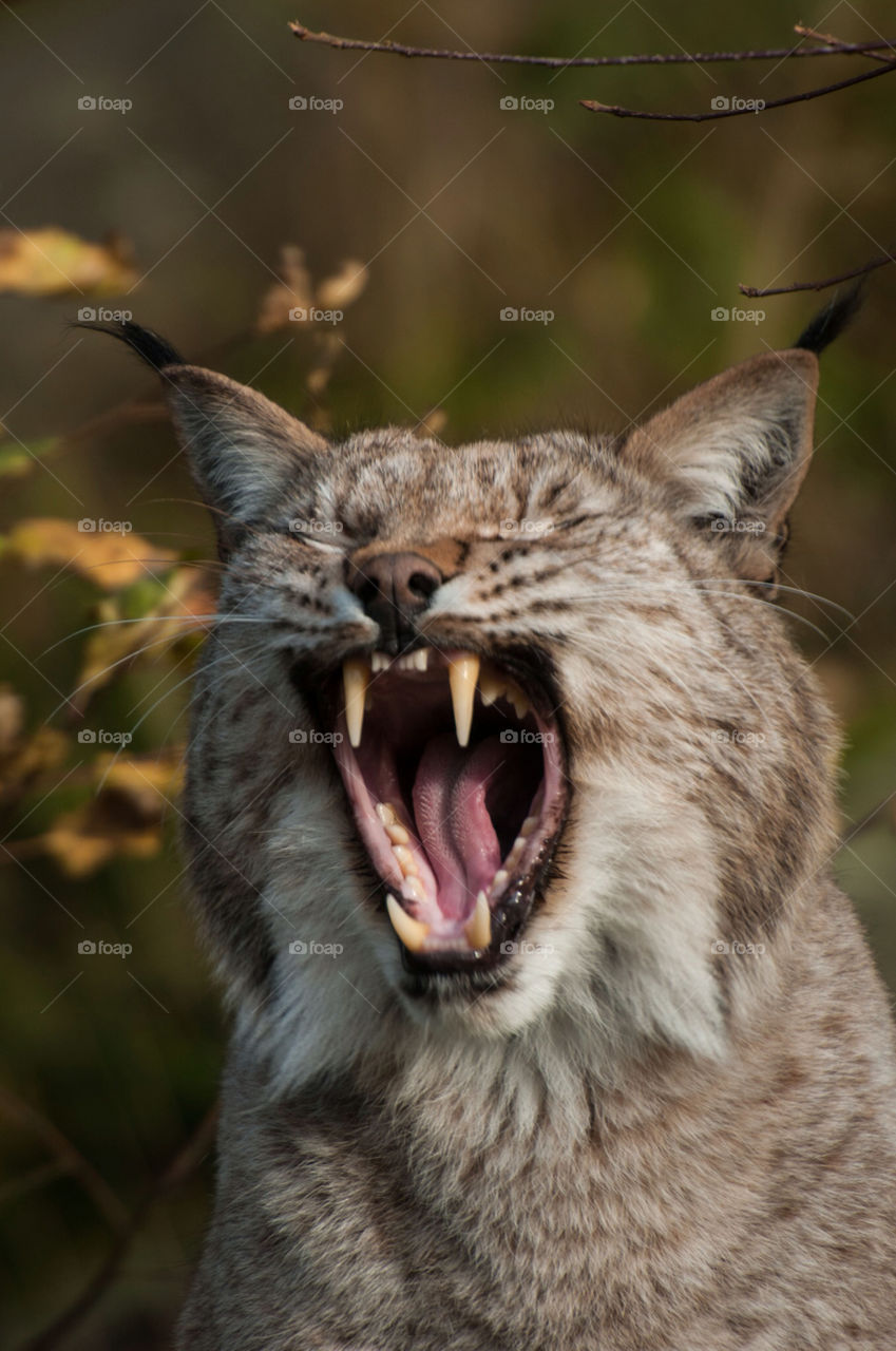 cat wildlife tired lynx by peo