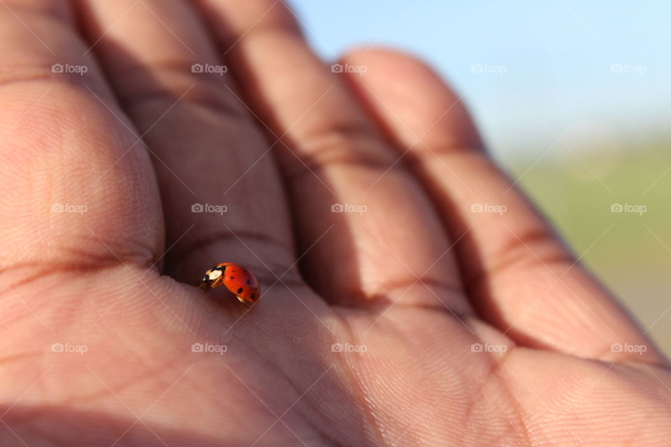Lady Bird in Hand