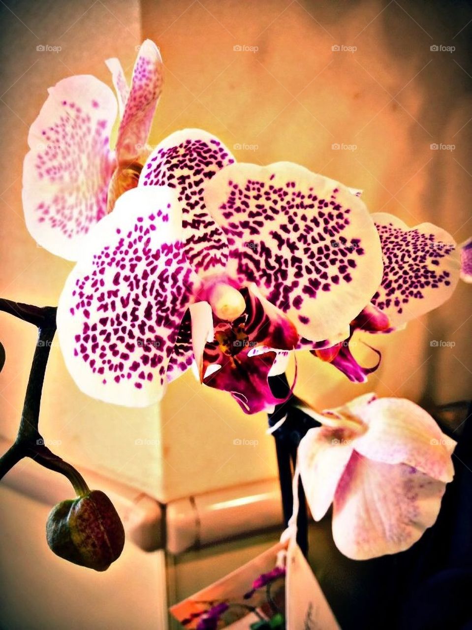 Orchid