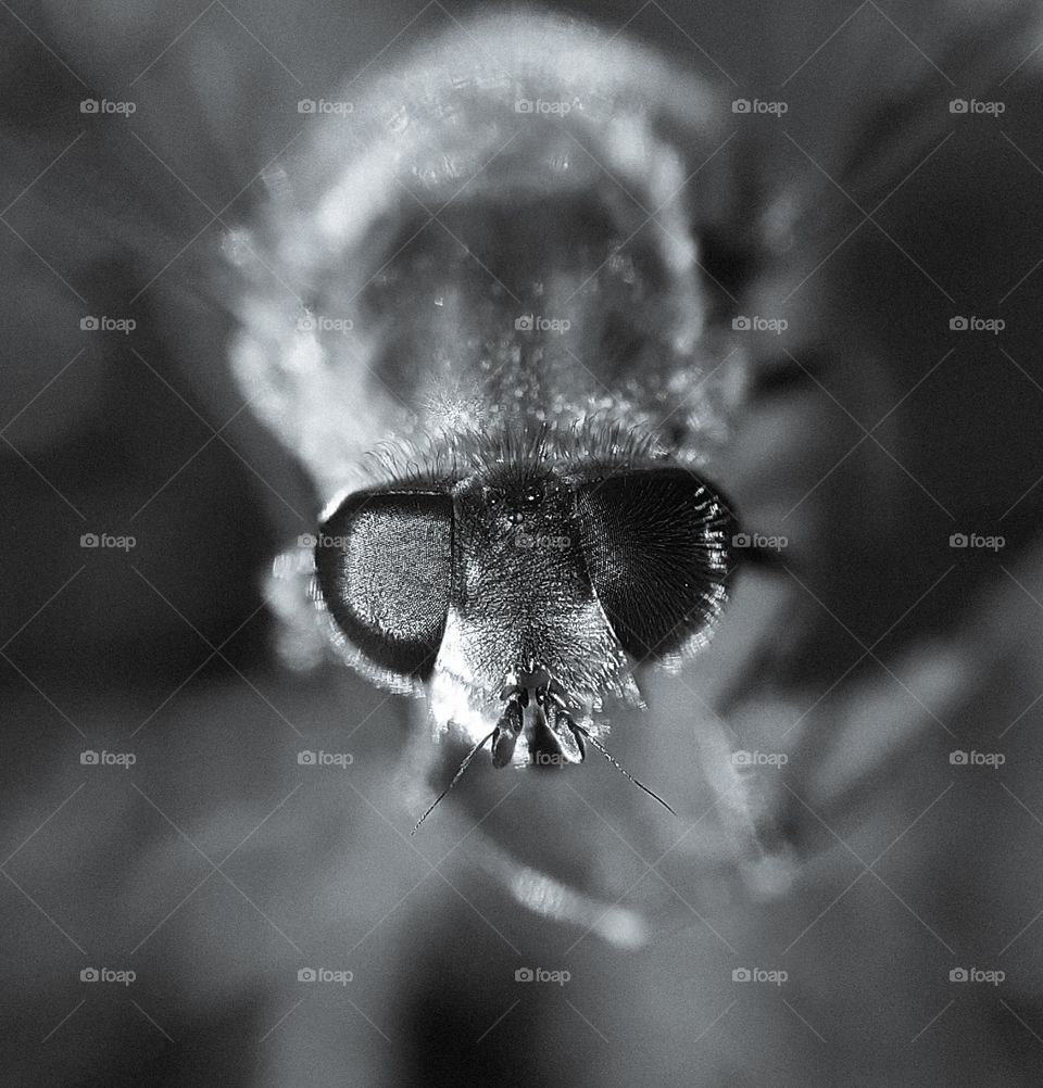 Black and white photo of a bee on a blade of grass in spring