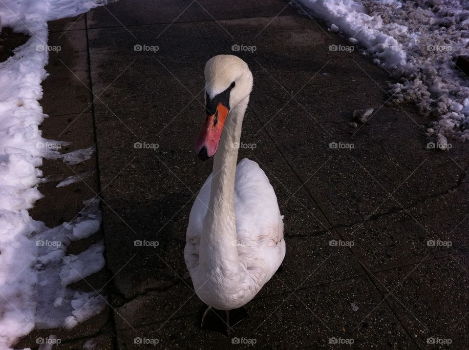 Swan Strolling Along Sidewalk