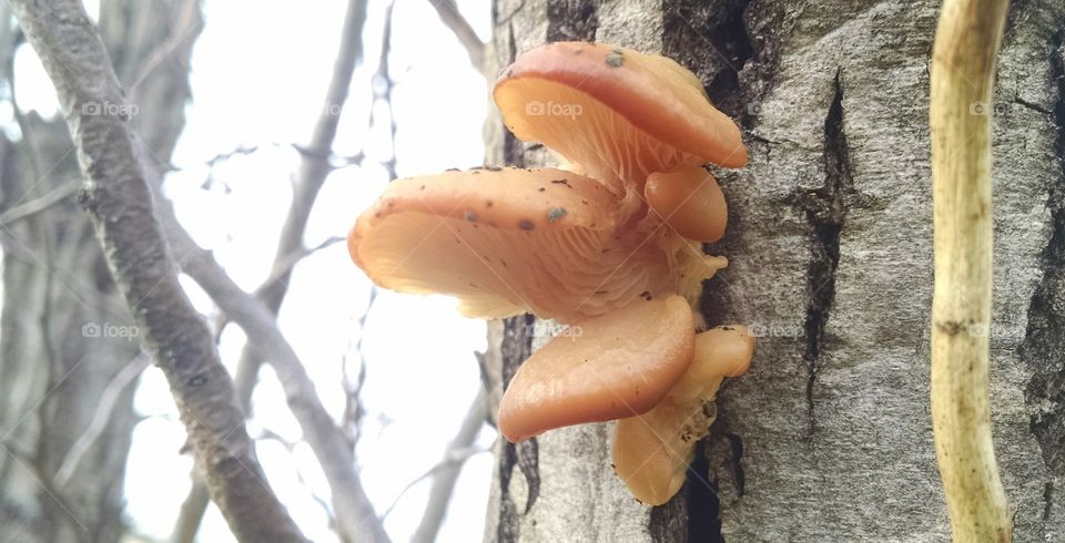 Tree Fungus