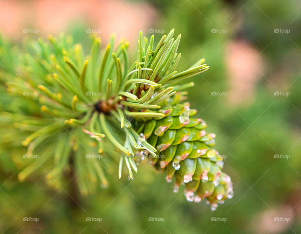 Green cone