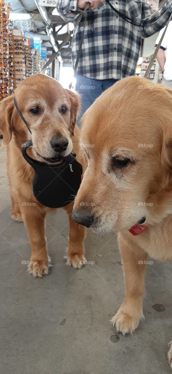 brothers Beethoven and Mozart taking there owner for a walk through the flea market