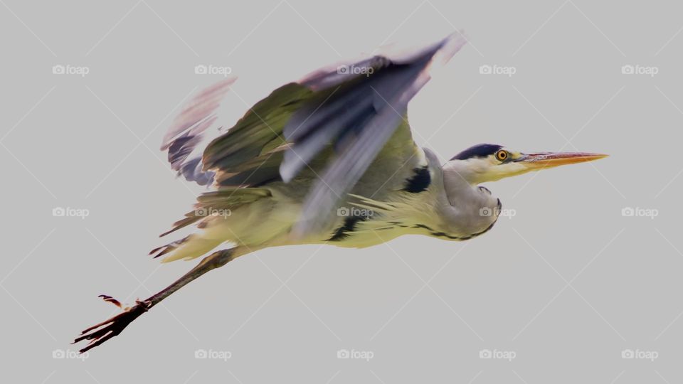 Gray heron in flight