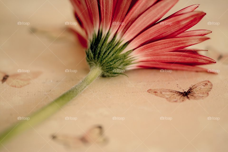 Gerbera