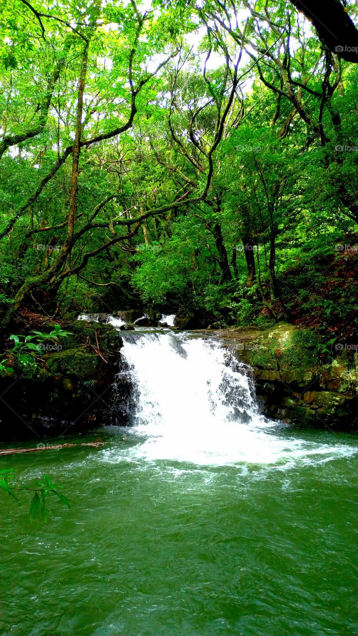 Waterfall in a forest