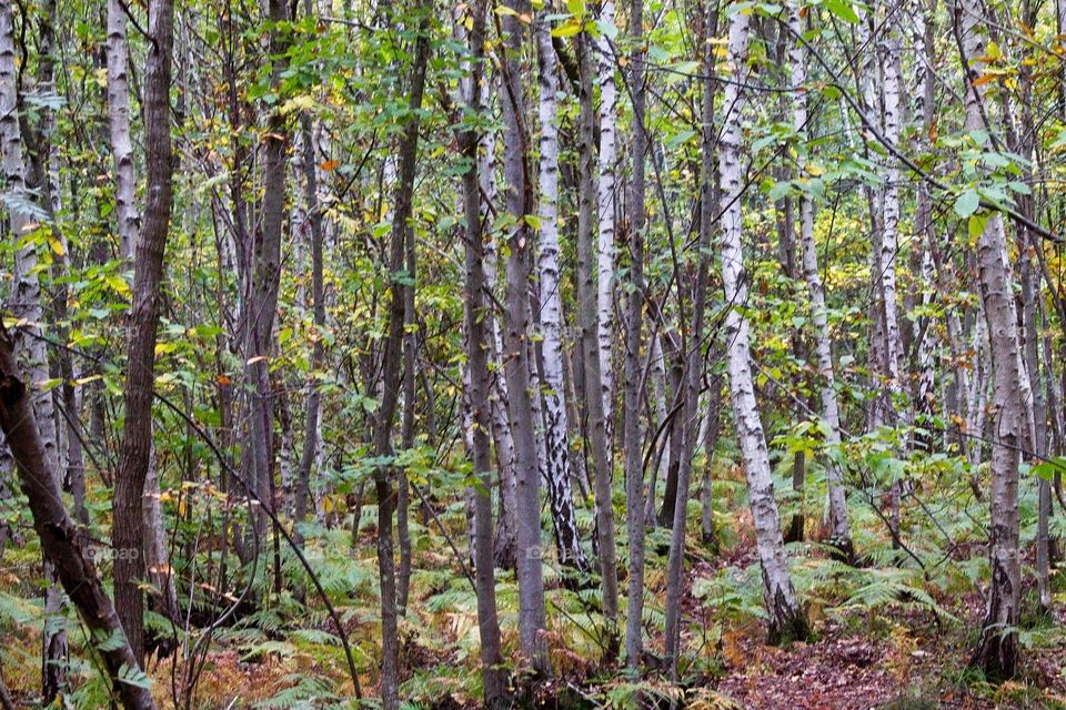 sun rays in the forest