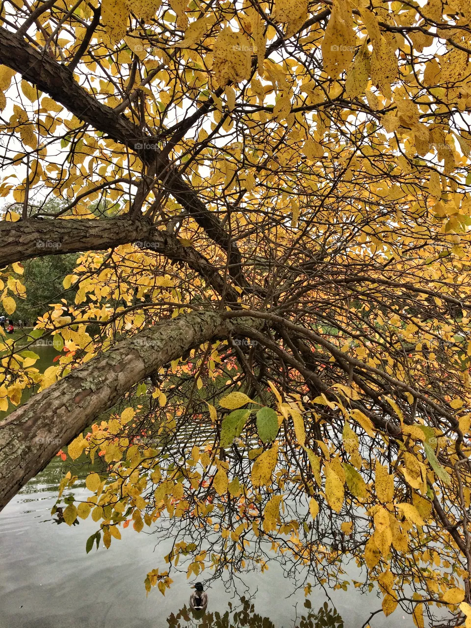 Fall, Tree, Leaf, Season, Nature