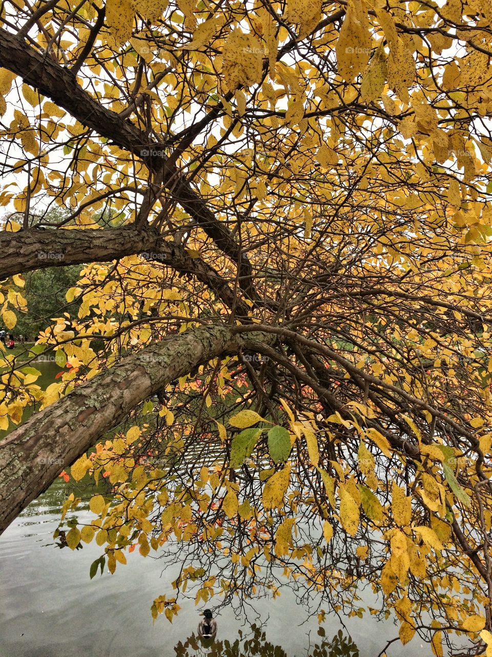 Fall, Tree, Leaf, Season, Nature