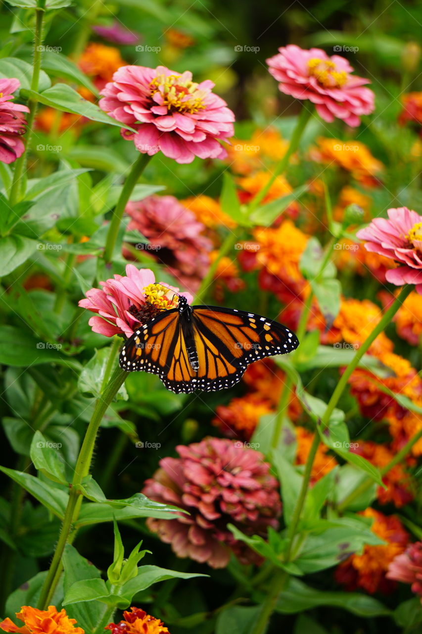 A monarch butterfly. 