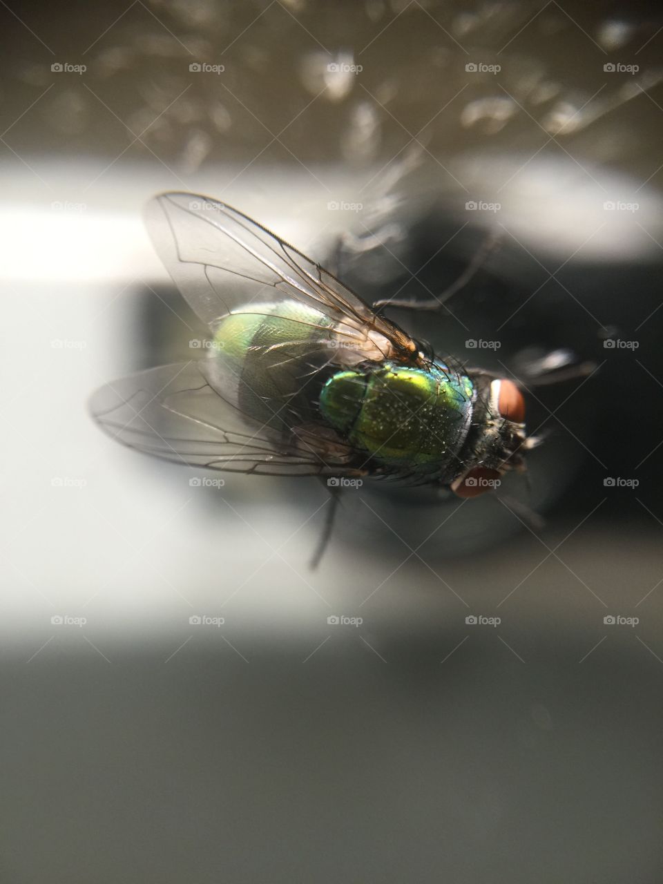 Macro fly