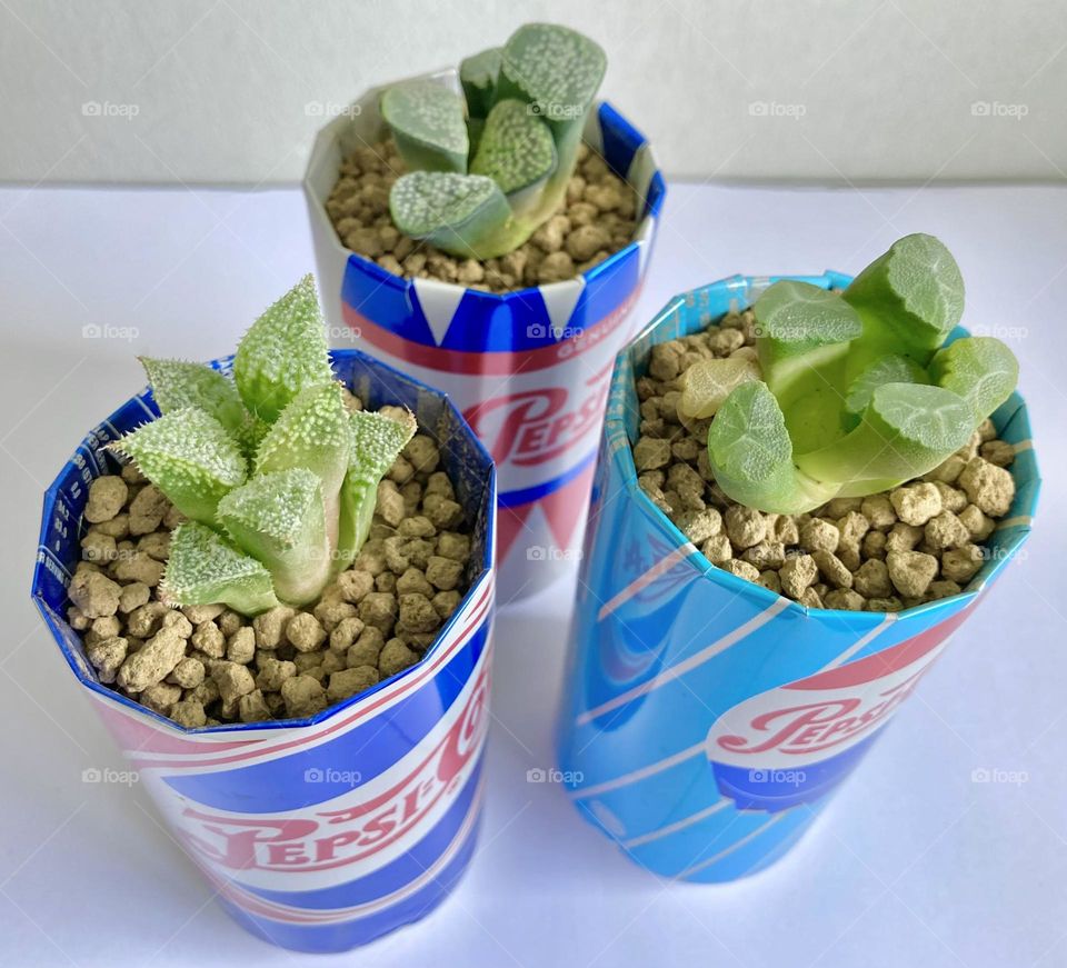 DIY and Crafts: handmade planter pots by cutting and reusing old cola cans for growing succulents Haworthia