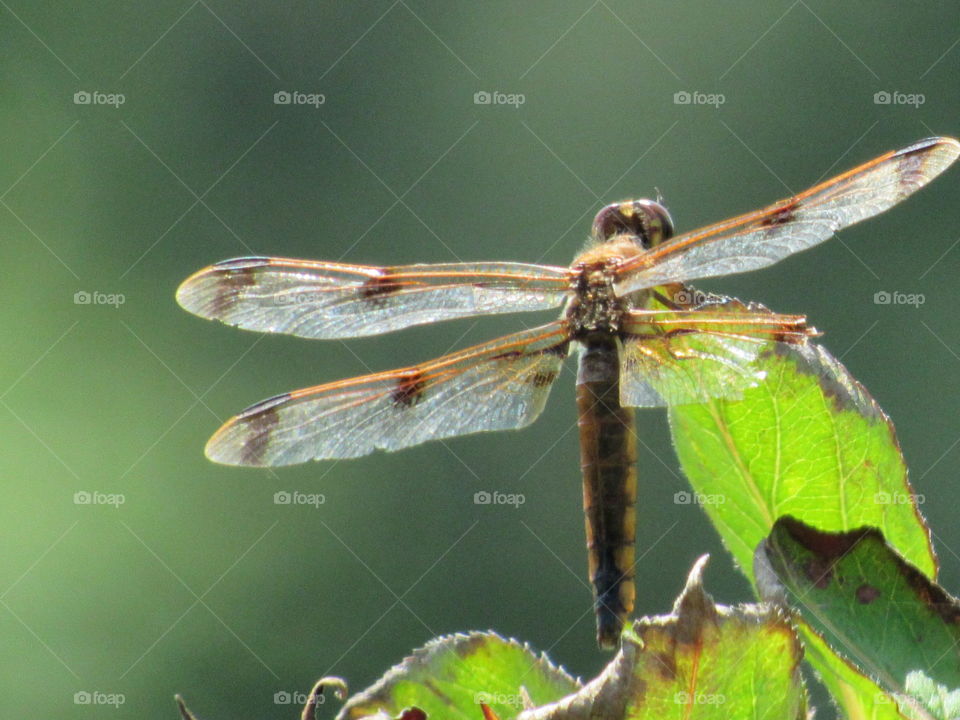 Dragonfly, Insect, Damselfly, Nature, Fly