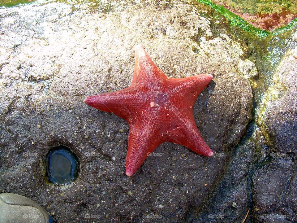 starfish