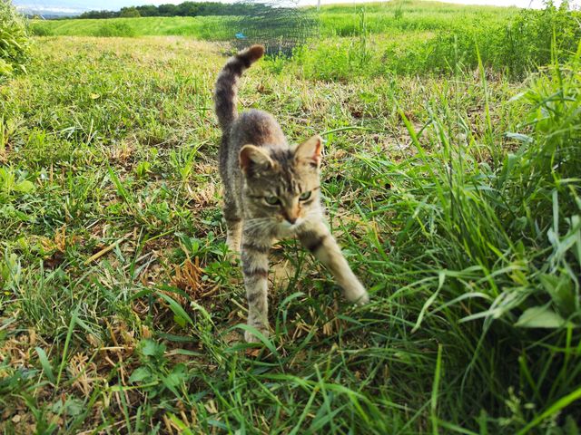 my cat