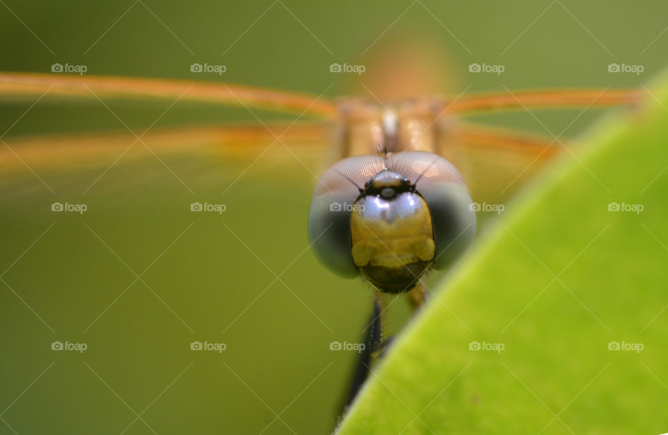 Extreme close-up of dragonfly