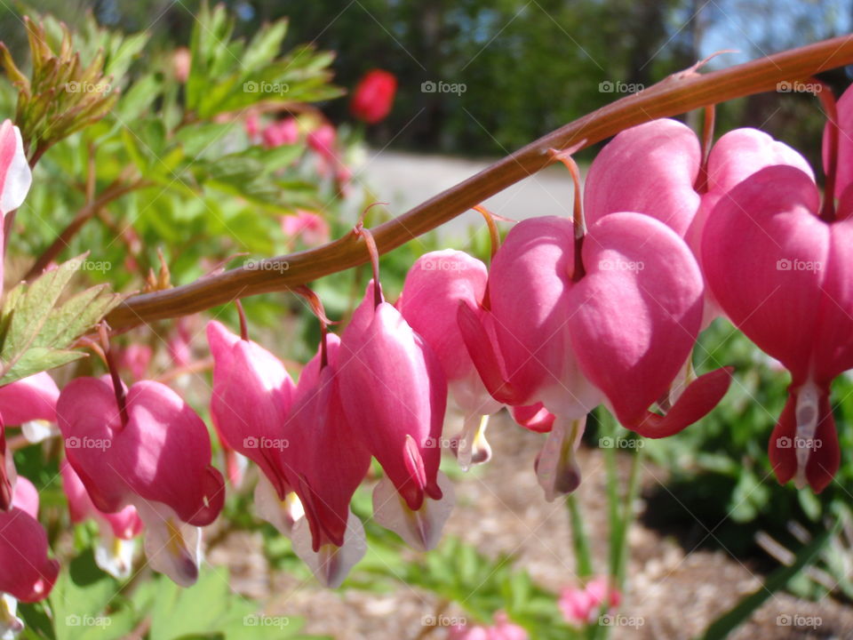 Bleeding Hearts. Sweet pink and white flowers