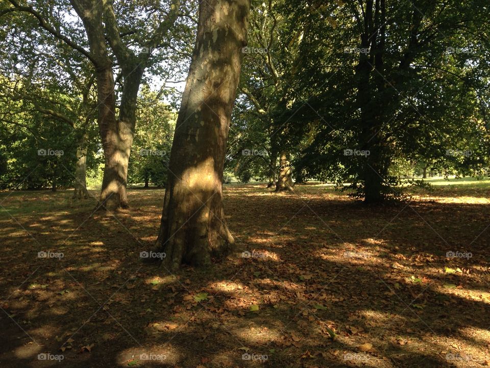 Trees in Hyde park
