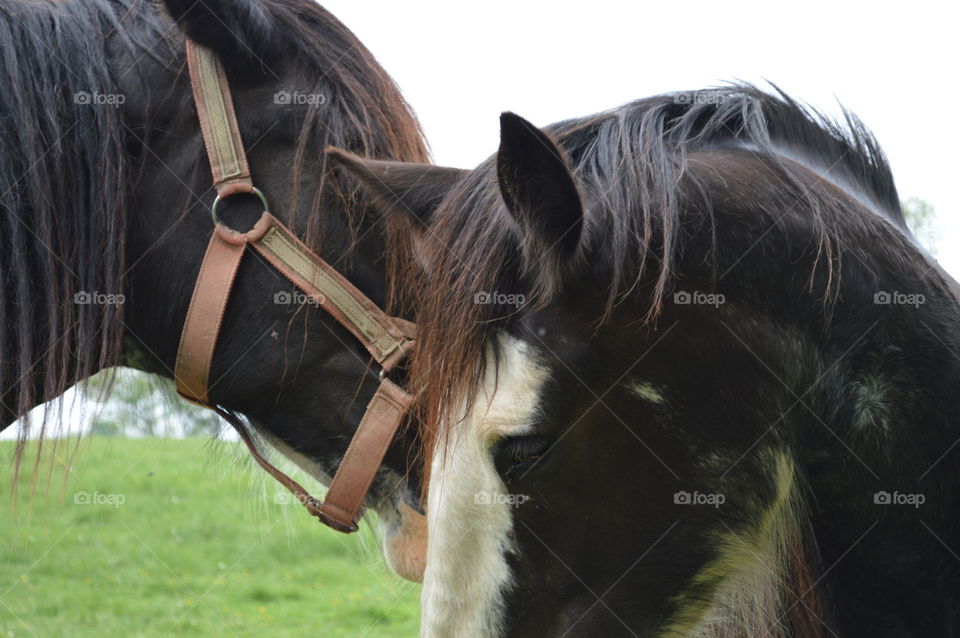 Clydesdales showing affection