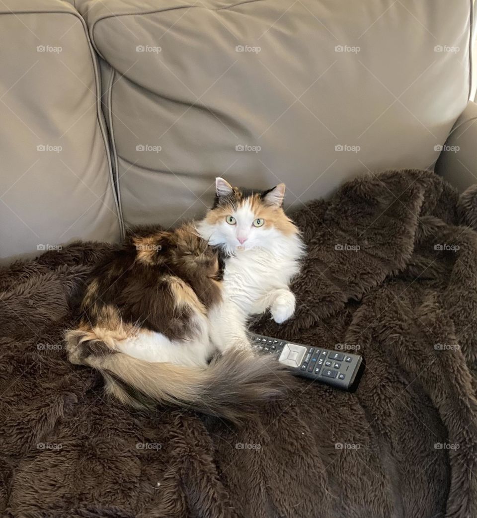 Time for this cat to watch her favorite show and relax on the couch