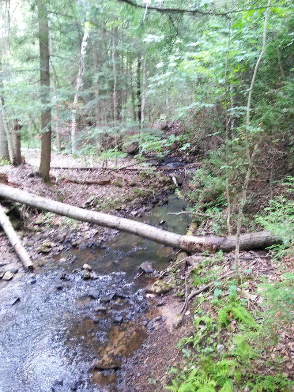 bridge over troubled waters. fallen log over running stream