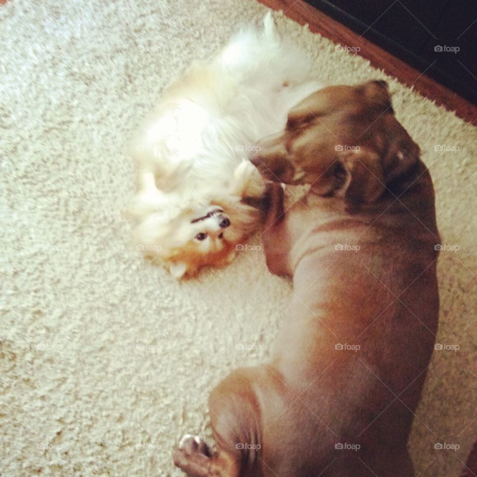 Buddies. Pomeranian and Pit Bull playing nicely in a home.