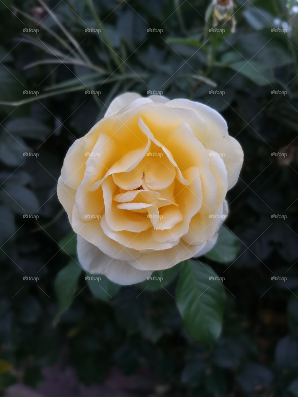 yellow rose at the end of summer time.