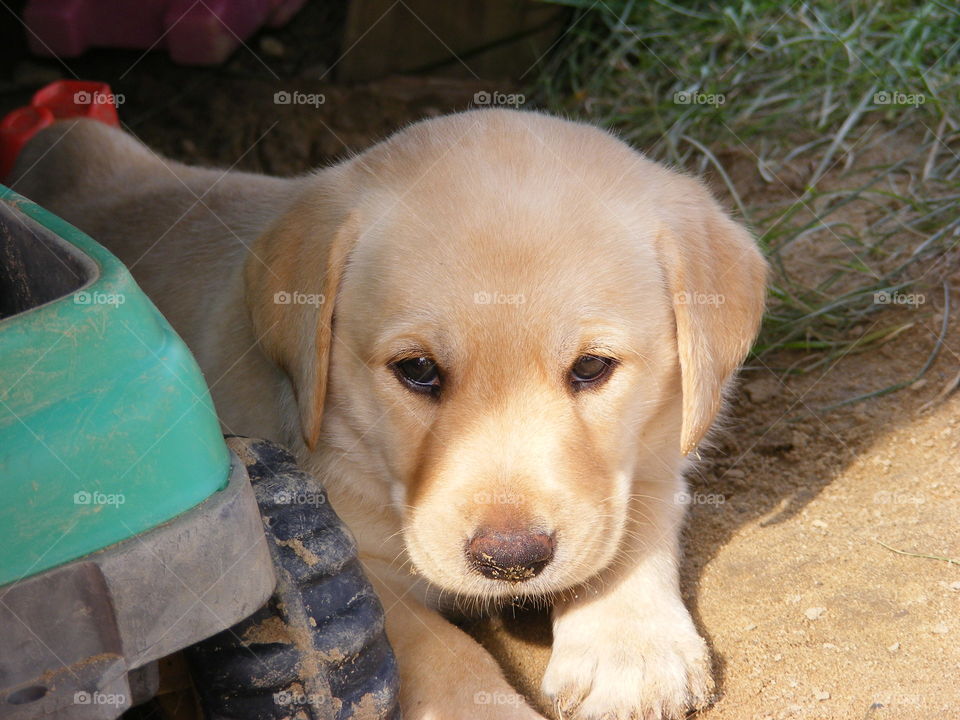 She is a yellow Labrador retriever puppy.