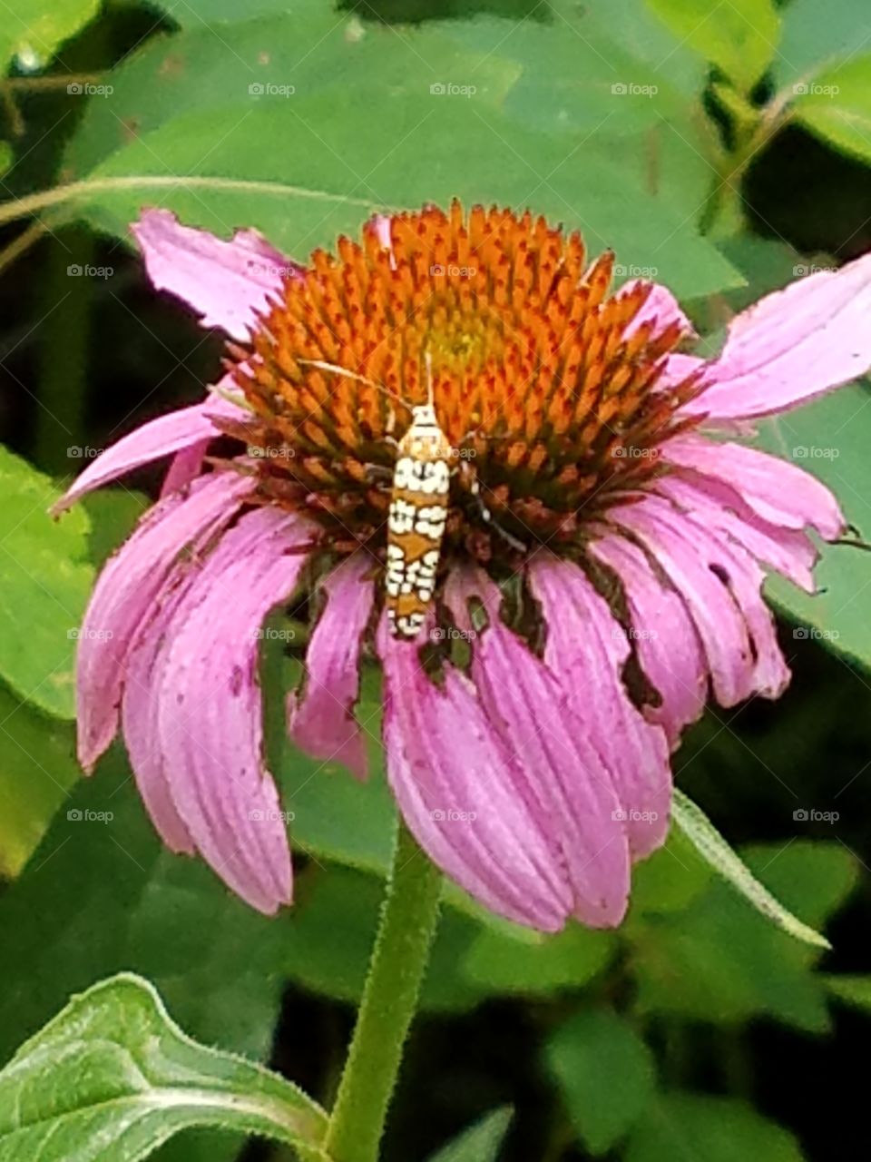 Purple Cone Flower Visitor