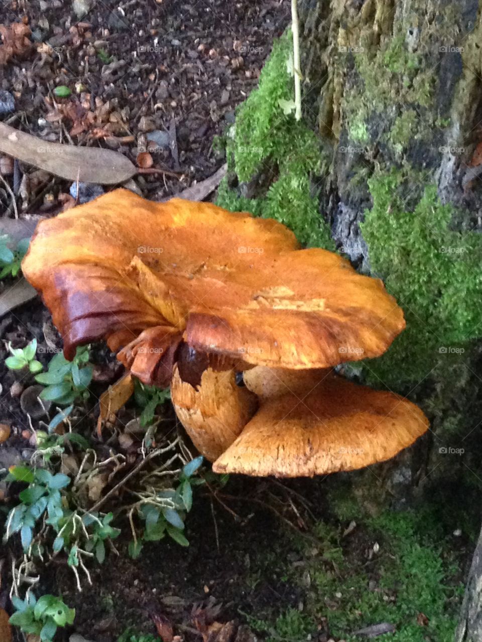 Autumn fungus