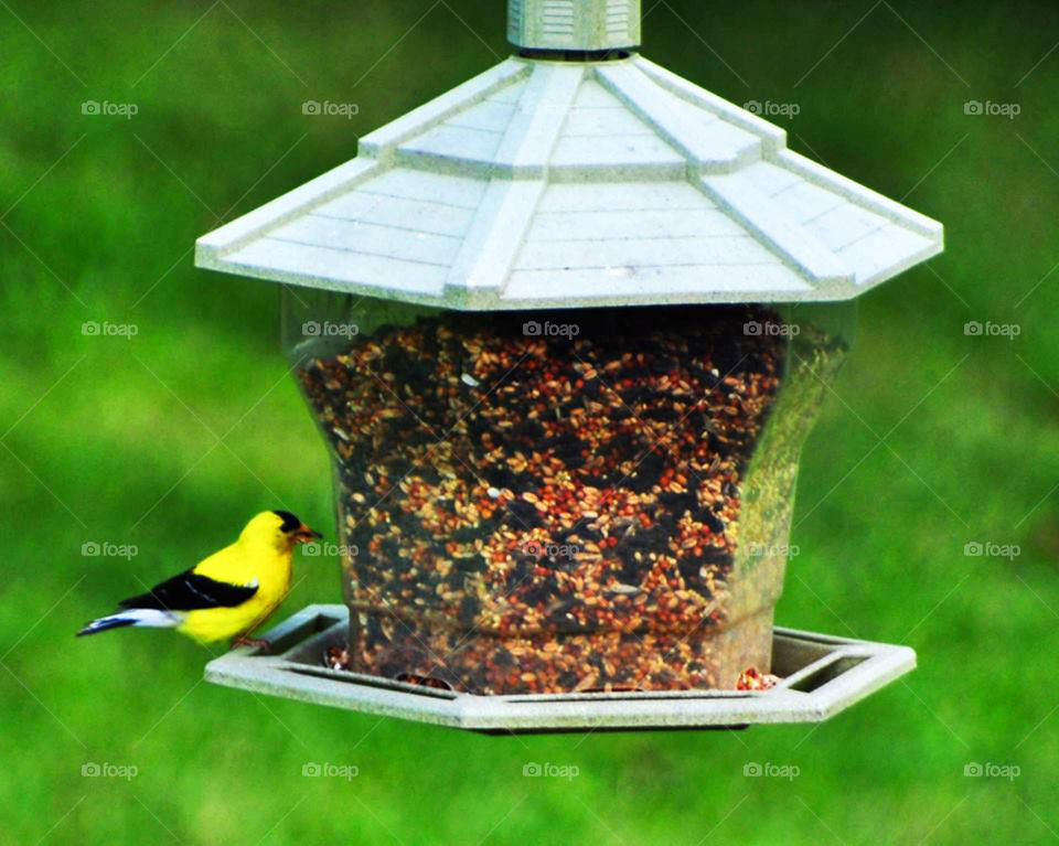 American yellow Goldfinch. Yellow Finch decided to stop off for a snack in my backyard